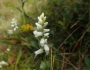 Spiranthes cernua image