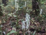 Spiranthes odorata image