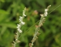 Spiranthes vernalis image