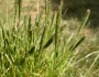 Sporobolus alopecuroides image