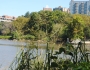 Spartina cynosuroides image