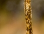 Sporobolus giganteus image