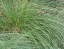 Sporobolus heterolepis image