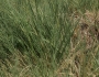 Sporobolus hookerianus image