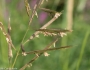 Sporobolus michauxianus image