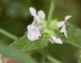 Stachys ajugoides image