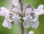 Stachys albens image