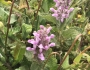 Stachys bullata image