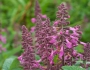 Stachys chamissonis image