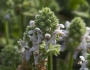 Stachys pycnantha image