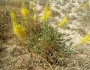 Stanleya pinnata image