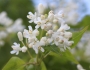 Staphylea bumalda image