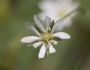 Stellaria longifolia image