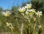 Stellaria longipes image