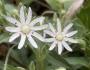 Stellaria pubera image