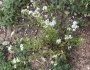 Stenaria nigricans image