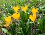 Sternbergia lutea image