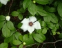 Stewartia malacodendron image