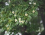 Stewartia monadelpha image