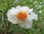 Stewartia pseudocamellia image