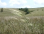 Stipa capillata image