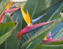 Strelitzia reginae image