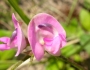 Strophostyles helvola image