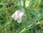 Strophostyles leiosperma image