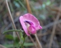Strophostyles umbellata image