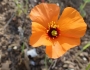 Stylomecon heterophylla image