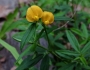 Stylosanthes biflora image