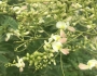 Styphnolobium japonicum image