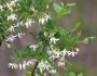 Styrax americanus image