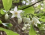 Styrax grandifolius image