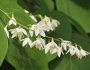 Styrax obassia image