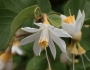 Styrax redivivus image