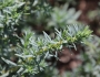 Suaeda taxifolia image
