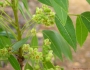 Swietenia mahagoni image