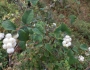 Symphoricarpos albus image