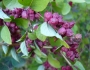 Symphoricarpos orbiculatus image