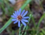 Symphyotrichum adnatum image