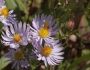 Symphyotrichum ascendens image