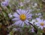 Symphyotrichum chilense image