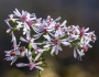 Symphyotrichum cordifolium image