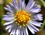Symphyotrichum dumosum image