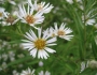 Symphyotrichum firmum image