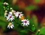 Symphyotrichum lanceolatum image