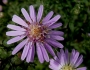 Symphyotrichum lateriflorum image