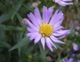 Symphyotrichum novi-belgii image