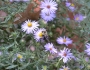 Symphyotrichum oblongifolium image